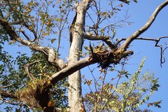 Coelogyne breviscapa